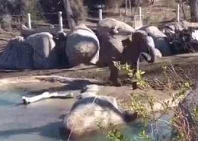 Baby Elephant Vs Goose