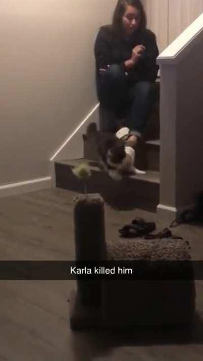 InNoCeNt CaT tHrOwN dOwN sTaIrS bY oWnEr