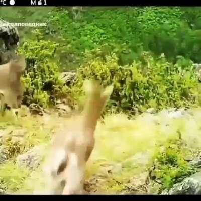 Eagle swipes a goat kid away from its herd.