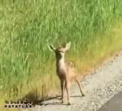 İnternette buldum. Bu videodan cat-dog meme tarzı bir şeyler çıkabilir