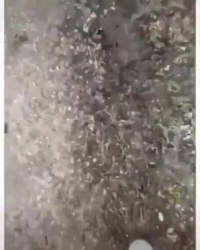 R.I.P this guy's mailbox