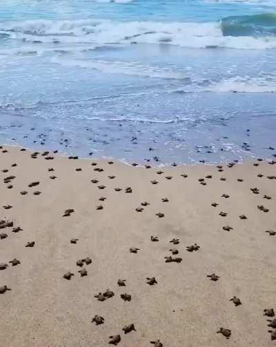 Going back home after a long day - baby turtles