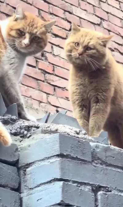 How to diffuse a cat fight...