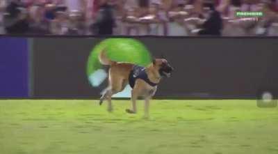 Game star: dog invades field in Brazil. He just wants to play... right?