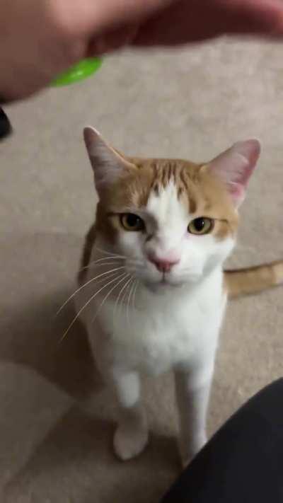 We don't deserve cats