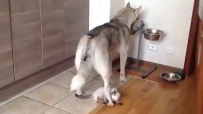 A smol criminal attacks