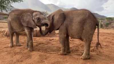 Two young elephants, Sera and Lomunyak, have become the best of friends