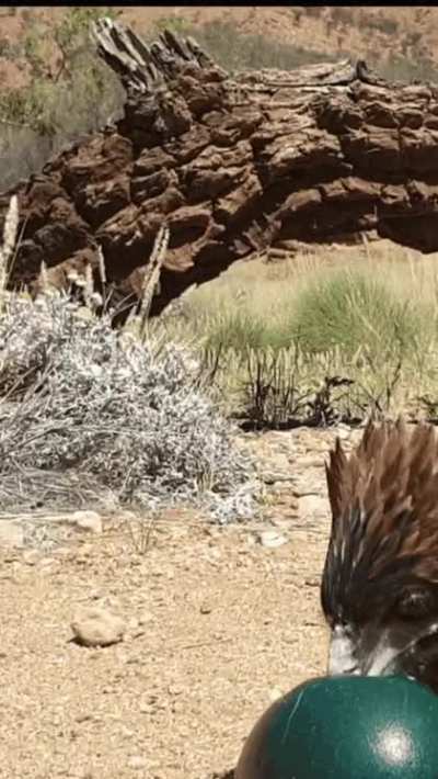 Morden Dinosaurs use rock as tools...did the ancient ones do the same?