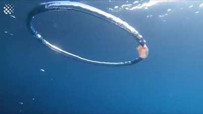 jellyfish getting caught in a bubble