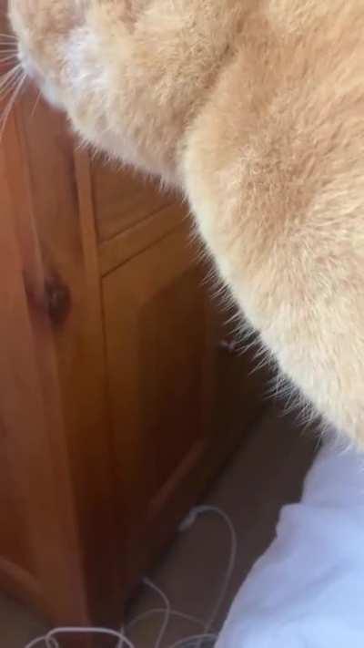 I THOUGHT THEY WERE SUPPOSED TO BE STUPID!