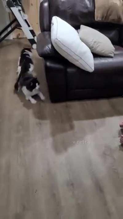 Show cats a new cat mask