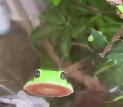 Let me Blob for you 🐸