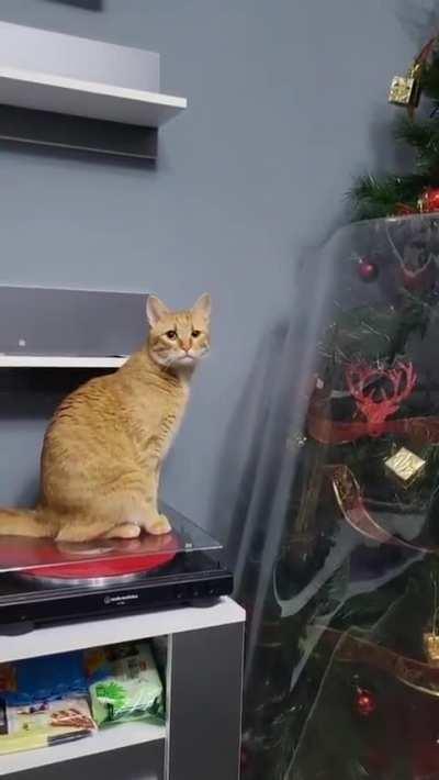 Why won’t you let me destroy the tree, you monster!!