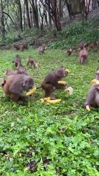 Chinese tourist at the buffet be like