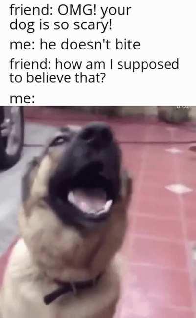 He's a very good boi and well behaved