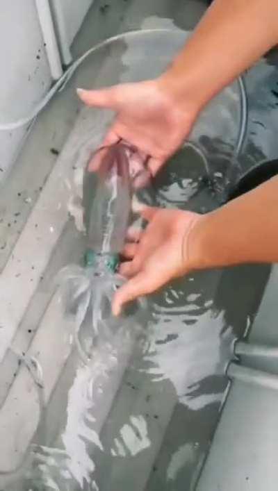 🔥 Naturally translucent 