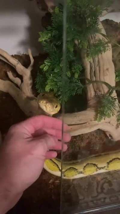 He was not a fan of the second chin scratch