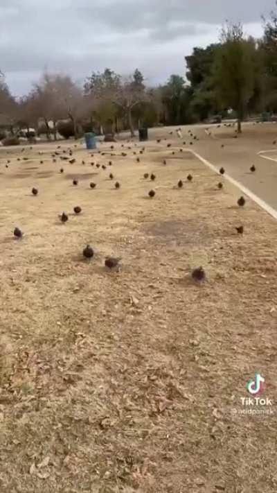 Just trying to have a picnic...