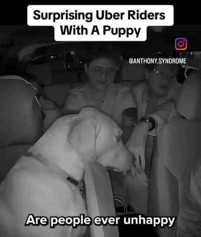 Wholesome Uber driver takes his 🦮on rides so that the passengers can play with him.