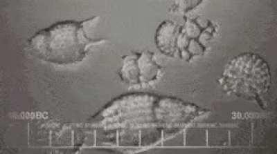 here's a gif of the big bang theory intro