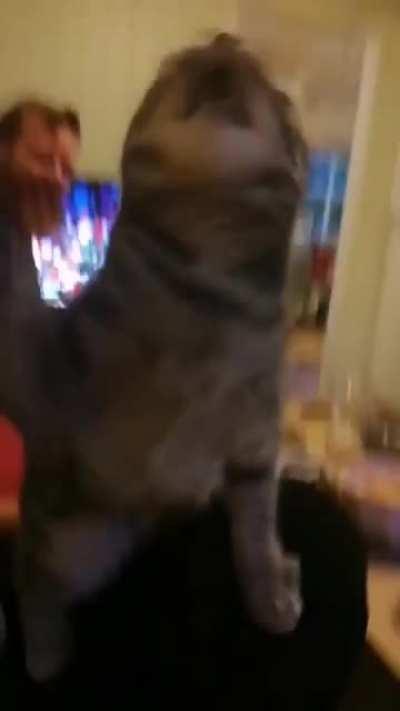 Is playtime this fun for everyone?