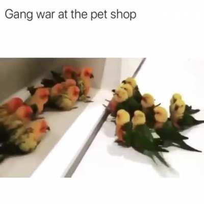 Gang wars