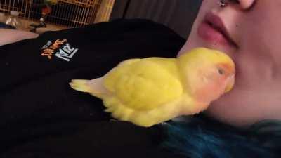 Chirpybirb