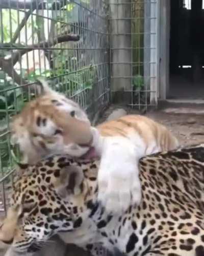 Hey! Hey! Can we play?