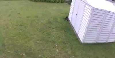 By a blind cat to catch a kitten.