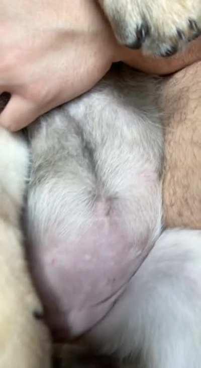 My German Shepherd puppy enjoying a light snack in my lap