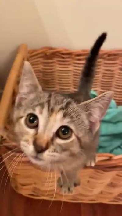 Benny demands breakfast!