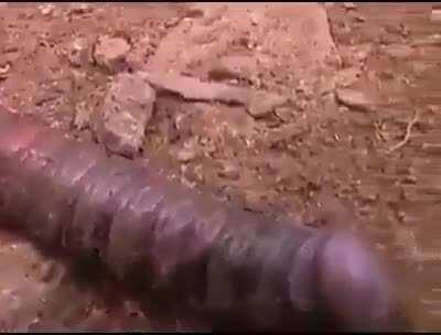 Big no from me on the crawling penis worm.