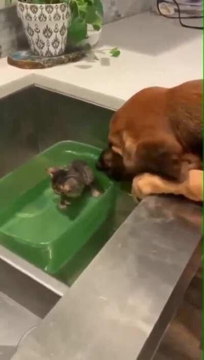 He's such a gentle boy with a whole lot of heckin' concern.