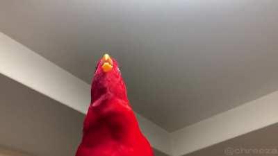 Red Birb Sussy Stares 😳👀