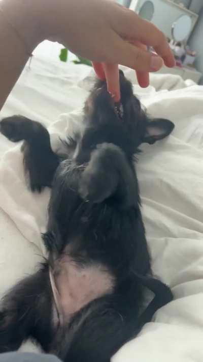 His little teefs and derpy tongue kill me 