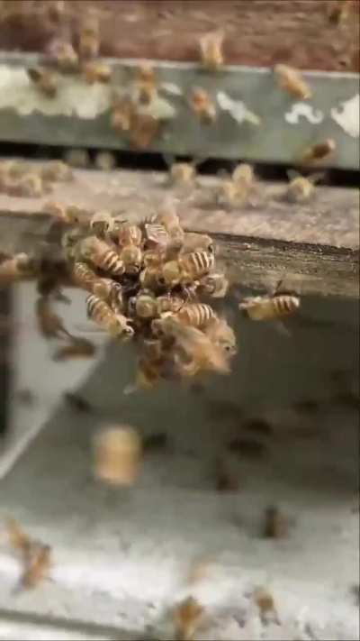 When the bees revolt. 🐝