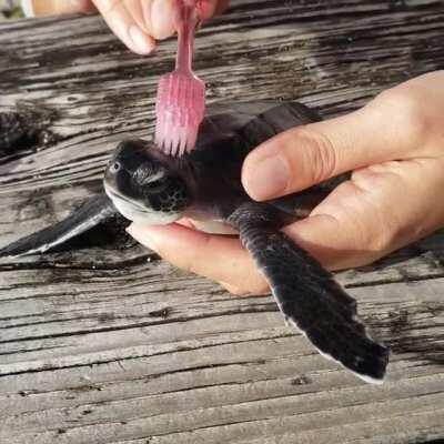 Keeping the sea turtles clean at Ogasawara Marine Center