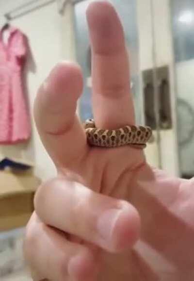 I can’t handle how small the snake is