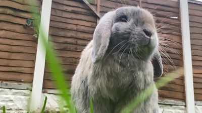 The new craze of slow motion drugs have come into town and Pebbles wants Mayor Porridge and Sheriff Cub held responsible! Please help Dr. Bigwig! ALSO WHERE IS MY TRAIN