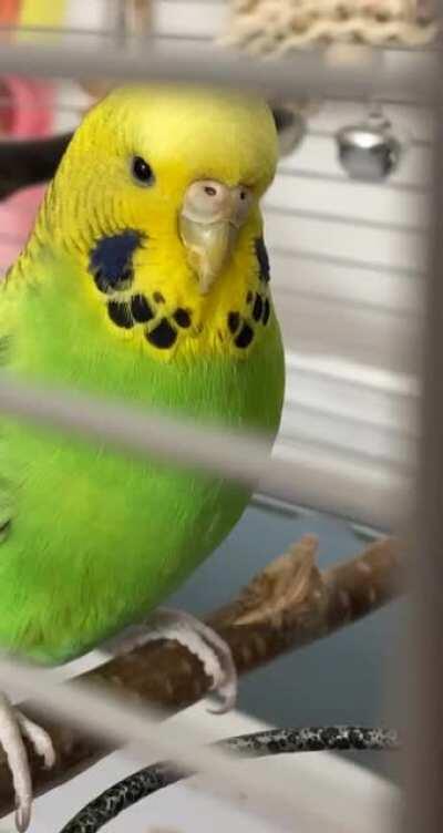 egg wakes up everyday and chooses violence and chaos