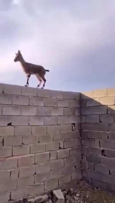 🔥 When the goat know physics