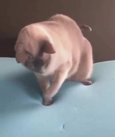 This cat’s first time seeing a memory foam mattress