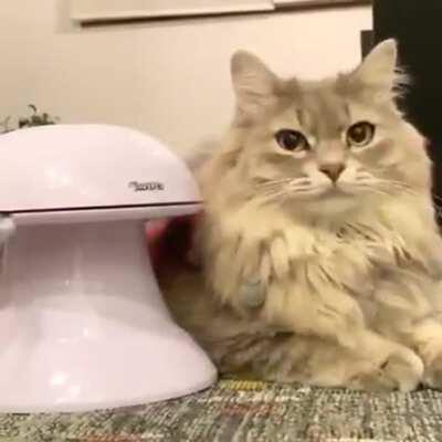 tOY vIciOUsLy mAulS unSusPecTinG CAt