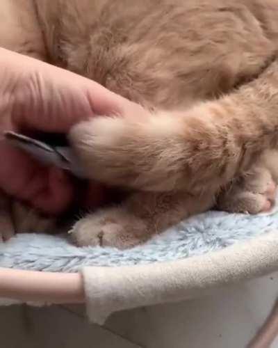 This bird's favorite comfortable place