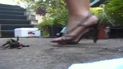 Tammy walkover Crawdads