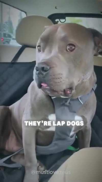 Sh*ttest dog breed (part 2)....(contains swearing) 