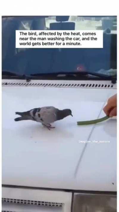 your sign to make bird bath