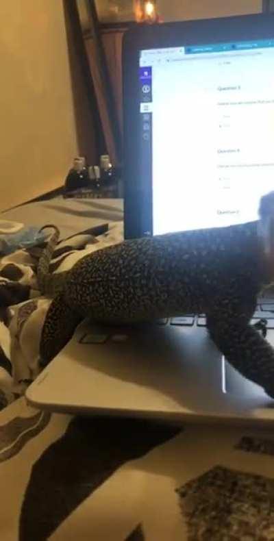 My two year old mangrove monitor terrorizing me while I’m taking a quiz.