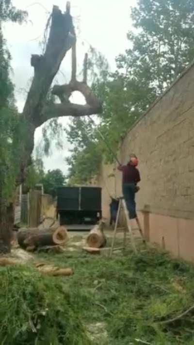 WCGW cutting a tree without any preparation.