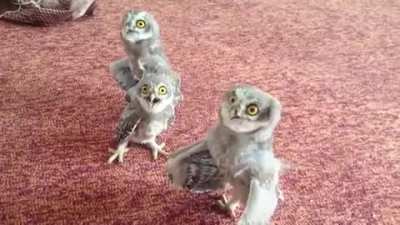 When The Adderall Drops